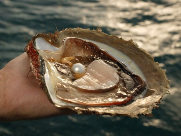 Ngọc trai là đá quý hình thành bên trong cơ thể của ngọc trai hoặc hàu biển