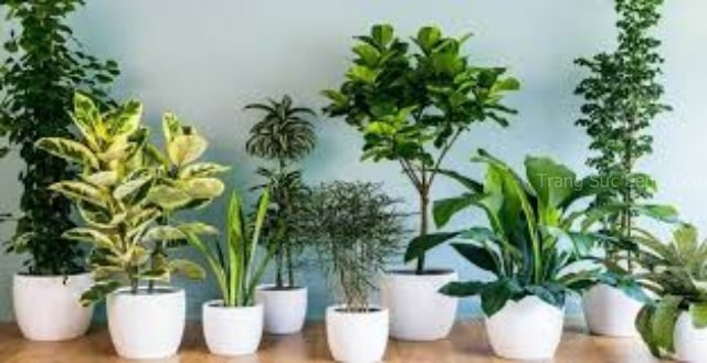 xả xui bằng trồng cây